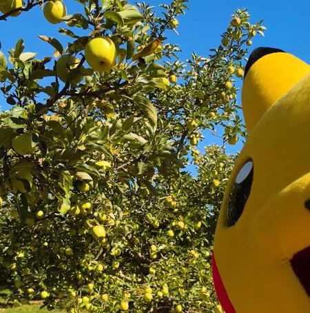 Pikachu Recogiendo Manzanas