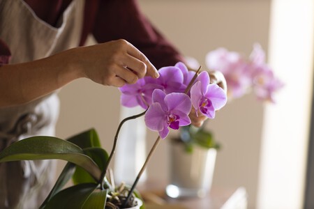 Cuidado de orquídeas