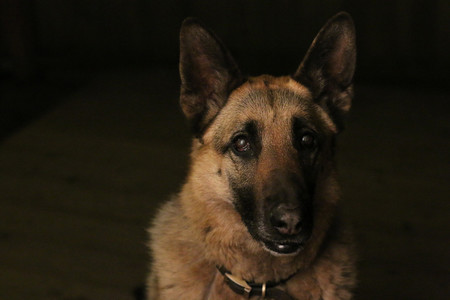 dogoftheyear