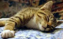 Ronroneo de gato para dormir al bebé