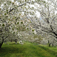 Los cerezos en flor del Valle del Jerte ya están en todo su esplendor: cómo y cuándo visitarlos