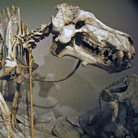 Sem leões, sem hienas: no topo da cadeia alimentar, há 30 milhões de anos, existia um "porco" de mais de mil quilos 