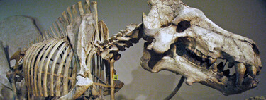 Sem leões, sem hienas: no topo da cadeia alimentar, há 30 milhões de anos, existia um "porco" de mais de mil quilos 