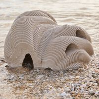 Morrer e virar um coral é uma opção para você? Para algumas pessoas é 