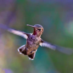 Foto 5 de 11 de la galería fondos-de-pantalla-de-aves en Xataka Android