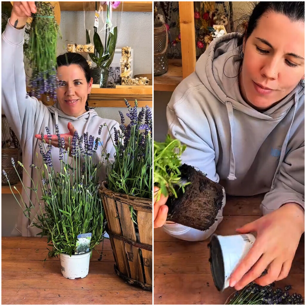 Clara Sanz, florista: «Las lavandas vienen en macetas tan pequeñas que son todo raíces y no pueden crecer»