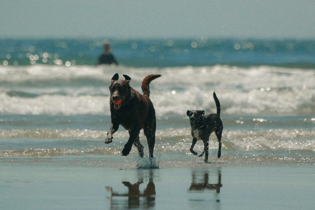 España tiene 15 millones de mascotas que no pueden pisar buena parte de sus playas. Eso es algo que está empezando a cambiar