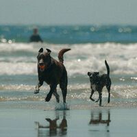 España tiene 15 millones de mascotas que no pueden pisar buena parte de sus playas. Eso es algo que está empezando a cambiar