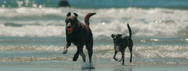 España tiene ya más mascotas que niños. Así que cada vez más ciudades abren sus playas a los perros en verano 