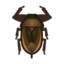 Giant Water Bug