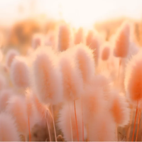 Es el color del año Pantone 2024 y lo veremos en todos lados. Cómo usar y combinar el Peach Fuzz 