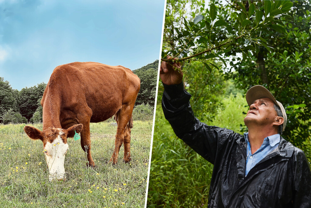 From Burgers to Biodiversity: How Apple Is Turning Livestock Land Into a Climate Lab With Forests and Profits