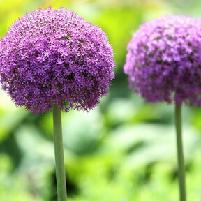 Siete plantas perennes que nunca dejarán tu jardín una vez plantadas