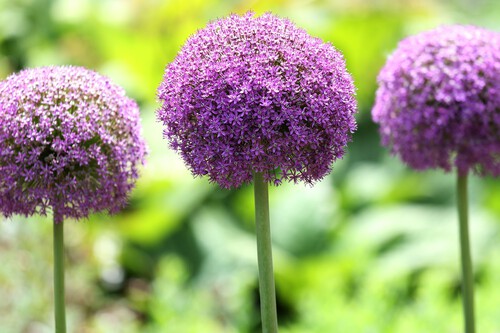 Plantas perennes que nunca abandonan el jardín
