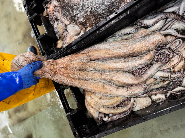 Pulpo Galicia
