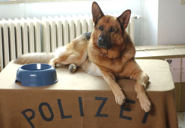 Rex Un Policia Diferente