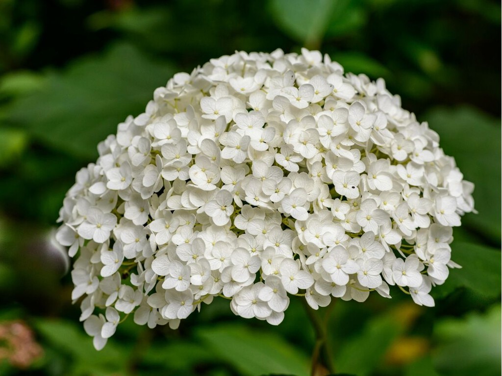 Estas hortensias de Aldi simbolizan la pureza y son ideales para regalar en el Día de la Madre