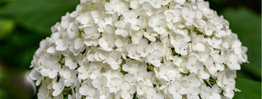 Estas hortensias de Aldi simbolizan la pureza y son ideales para regalar en el Día de la Madre 