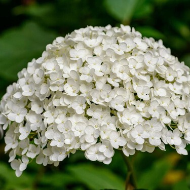 Estas hortensias de Aldi simbolizan la pureza y son ideales para regalar en el Día de la Madre 