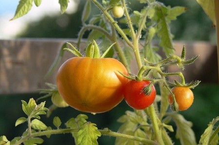 El interior de tu próximo coche podría estar hecho de tomates