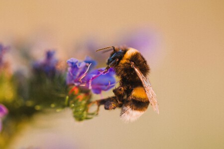 Pexels Jonasvonwerne 1376173