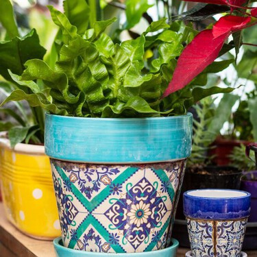 Cómo preparar tus macetas para el invierno y evitar que tus plantas se congelen