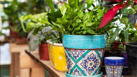 Cómo preparar tus macetas para el invierno y evitar que tus plantas se congelen