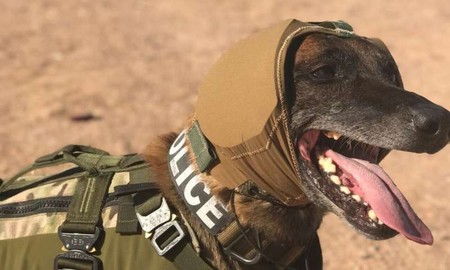 El Ejército de EUU está desarrollando una nueva tecnología que protegerá mejor las orejas de sus perros