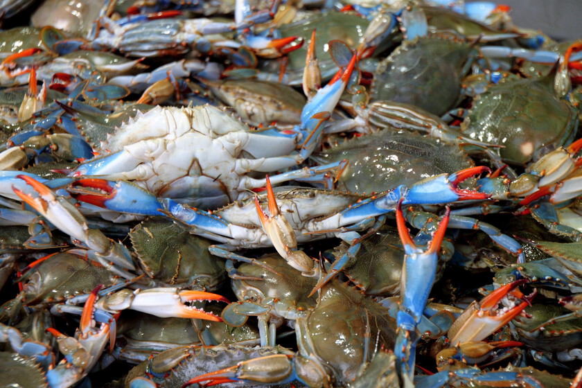 Tenemos un grave problema con las especies invasoras. Una controvertida idea gana fuerza: echarlas a la olla