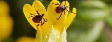 El cambio climático está aumentando el número de garrapatas: estas son las plantas en las que pueden esconderse 