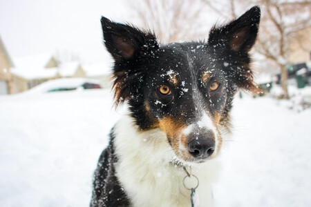 Un perro en la nieve