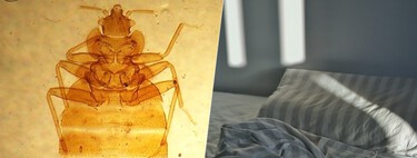 Cuánto hay de real y cuánto de alarmismo en la plaga de chinches que amenaza a las ciudades españolas 