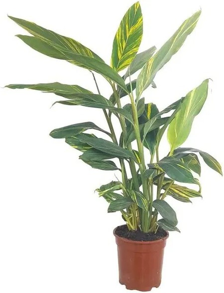Planta tropica