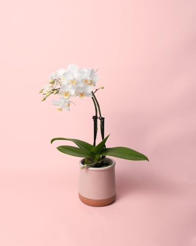 Orquídea Blanca | Mini Planta Natural | Pur Plant