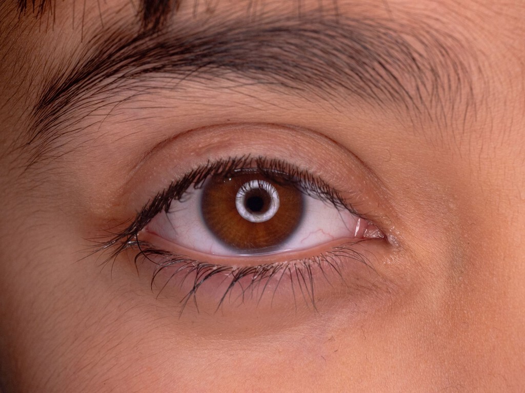 La evolución de nuestros ojos esconde un giro de guion: la ciencia apunta a un "gusano cíclope" de hace 600 millones de años