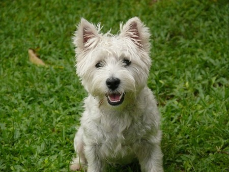 West Highland White Terrier Westies 2