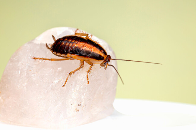 Cucaracha