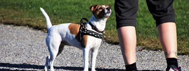 Cómo saber si mi perro puede pasear suelto 