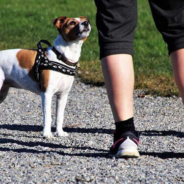 Cómo saber si mi perro puede pasear suelto 