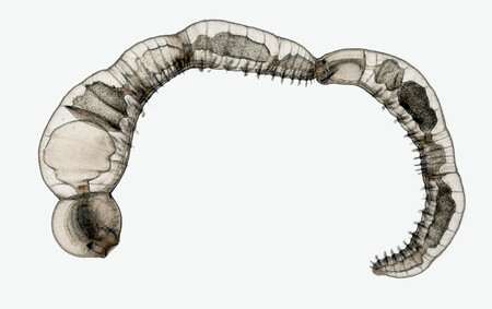 15 Chaetogaster Zooid Chain