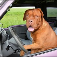 Un hombre borracho es arrestado tras enseñar a conducir a su perro, provocar dos accidentes y huir a 160 km/h