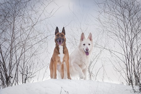 Actividades Perros Nieve