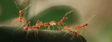 He "self destruct protocol" of ants: sick offspring ask to be executed to save the colony