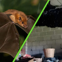 Miles de murciélagos convirtieron una casa de México en su refugio y en lugar de expulsarlos, los dueños decidieron cuidarlos 