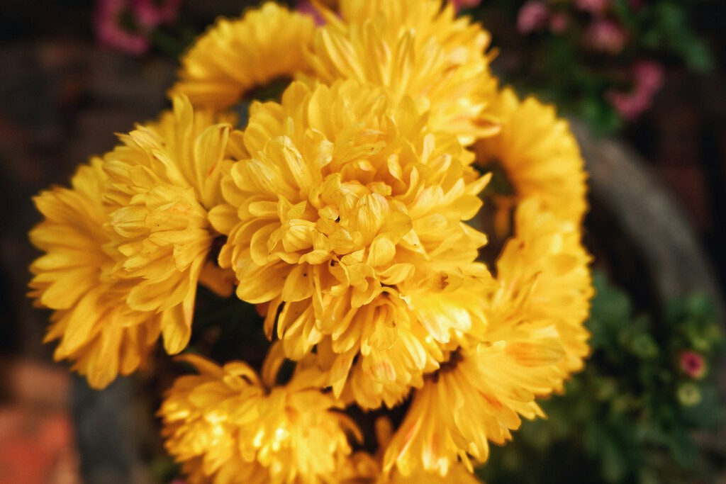 El miércoles 22 de julio llega a Aldi una flor de intensos colores que es el símbolo de la familia real japonesa y por menos de 4 euros