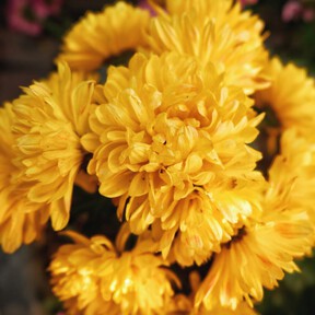 El miércoles 22 de julio llega a Aldi una flor de intensos colores que es el símbolo de la familia real japonesa y por menos de 4 euros