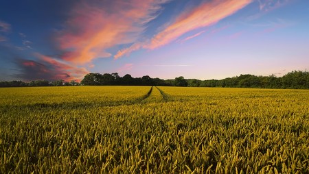 A medida que aumenta el CO2, el contenido de nutrientes de muchas plantas disminuye