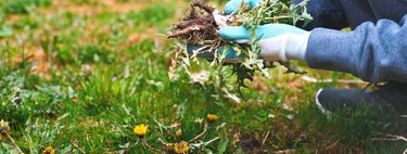 El bicarbonato de sodio es excelente para acabar con las malas hierbas: así puedes utilizarlo como herbicida 