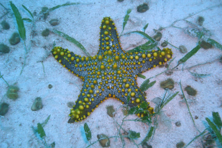 estrella