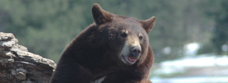 Blackbear